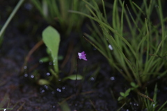 Utricularia minutissima