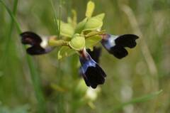 Ophrys atlantica image