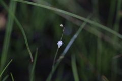 Utricularia limosa