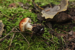 Pholiota lubrica