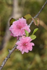Cerasus