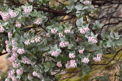 Arctostaphylos auriculata