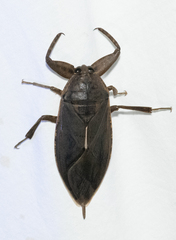 Lethocerus
