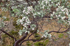 Arctostaphylos auriculata