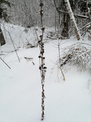 Campanula cervicaria