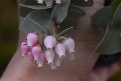 Arctostaphylos auriculata