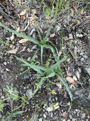 Chlorogalum pomeridianum