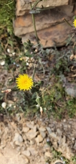 Asteraceae