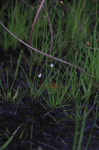 Image of Utricularia limosa by (c) Hugo Innes, some rights reserved (CC BY)
