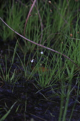 Utricularia limosa
