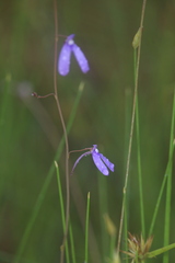 Utricularia leptoplectra