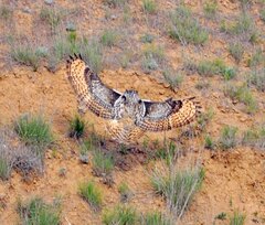 Bubo bubo