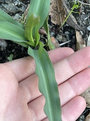Chlorogalum pomeridianum