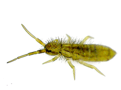Orchesella flavescens