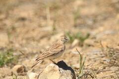 Calandrella brachydactyla