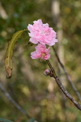 Cerasus