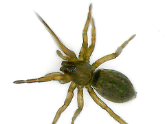 Haplodrassus