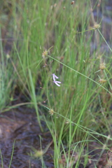 Utricularia leptoplectra