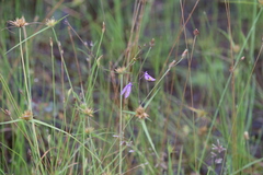 Utricularia leptoplectra
