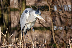 Ardea cinerea