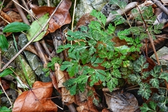 Corydalis incisa