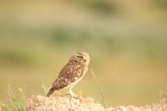 Athene noctua