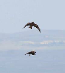 Milvus migrans