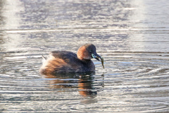 Tachybaptus ruficollis