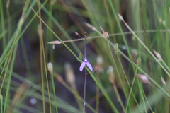 Utricularia leptoplectra