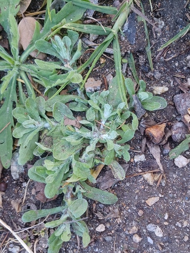 Jersey Cudweed (Gnaphalium luteoalbum)