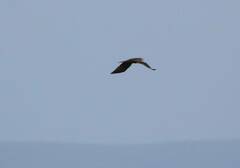 Milvus migrans