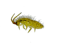 Orchesella flavescens