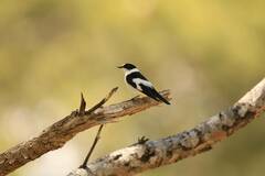 Ficedula albicollis