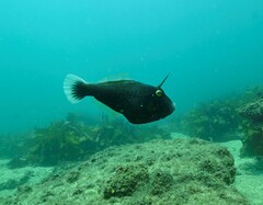 Eubalichthys bucephalus