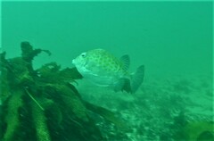 Anoplocapros inermis