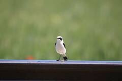 Oenanthe hispanica