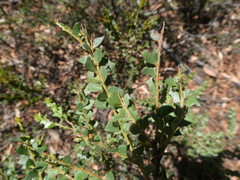 Acacia pravissima