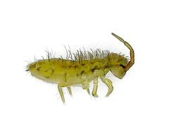 Orchesella flavescens