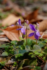 Viola collina