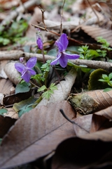 Viola collina