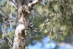 Ficedula albicollis