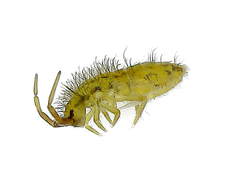 Orchesella flavescens