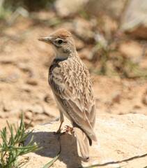 Calandrella brachydactyla