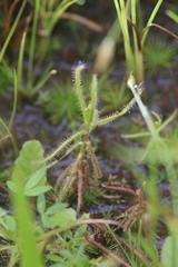 Drosera aquatica