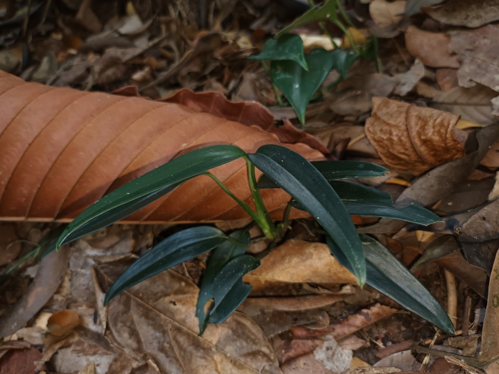 Dây bá polane – Scindapsus hederaceus