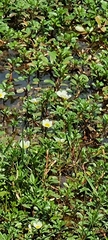Ludwigia adscendens