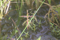Drosera aquatica