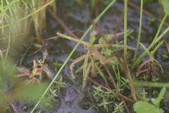 Drosera aquatica