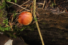 Pholiota lubrica