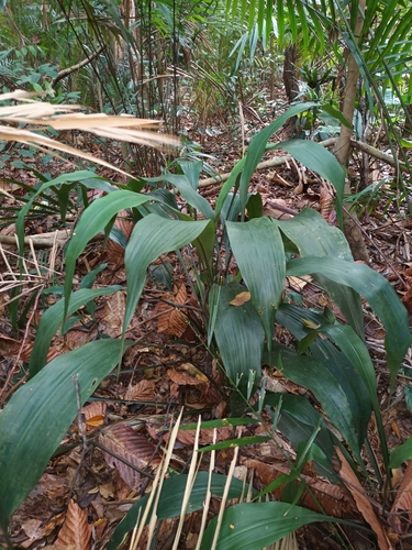 Hanguana rubinea (Hanguana rubinea)